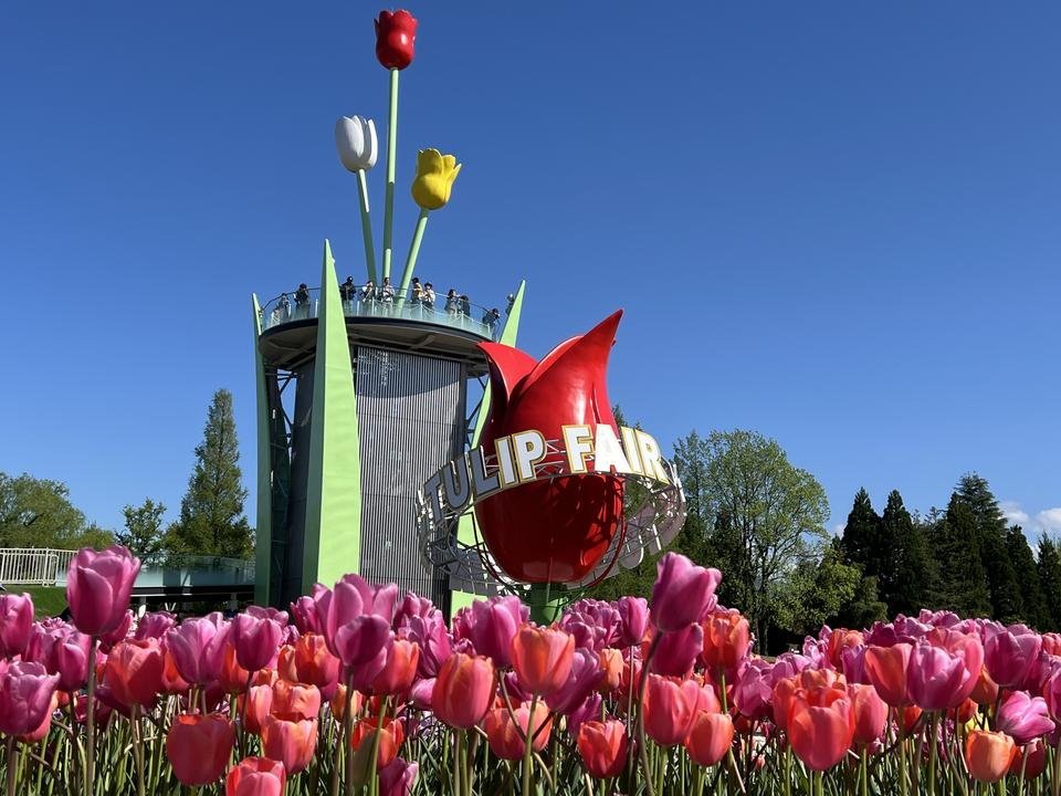 🌷 도나미 튤립 공원(도나미 튤립 코엔) 이미지 7